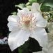 Клематис Дестини. (Clematis Destiny) ІІгруппа CS1707 фото 4