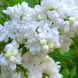 Сирень Місс Элен Вільмон. (Syringa vulgaris Miss Ellen Willmott) CS2937 фото 1