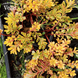 Очиток Мbддендорфа / Sedum middendorfianum P9 V90101 фото 2