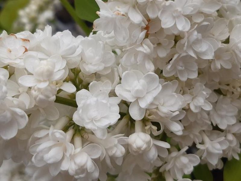 Сирень Місс Элен Вільмон. (Syringa vulgaris Miss Ellen Willmott) CS2937 фото