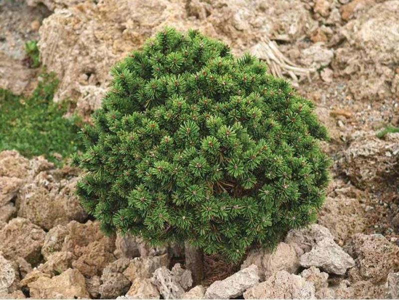 Сосна гірська Міні Мопс. (Pinus mugo Mini Mops) ШТАМБ 40-60 CS2334 фото