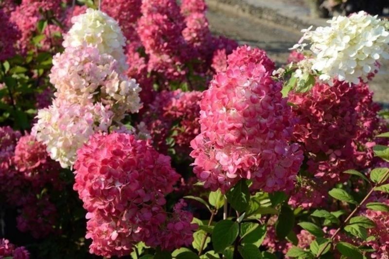 Гортензія волотиста Фрембоісін Ренсам/Самарська Лідія. (Hydrangea paniculata Samarskya Lydia/Framboisine Rensam) С7,5 CS2687 фото