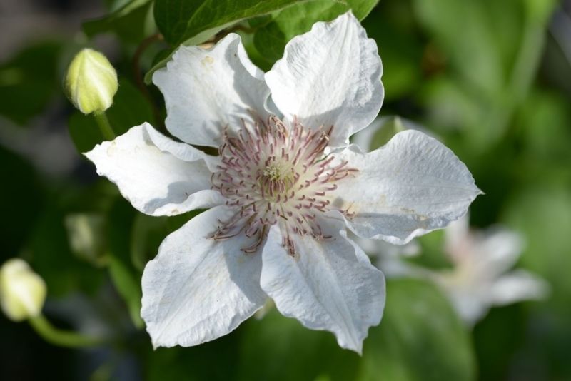 Клематис Дестини. (Clematis Destiny) ІІгруппа