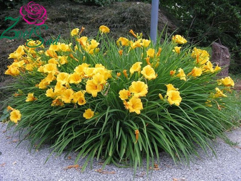 Лилейник Стелла де Оро. (Hemerocallis Stella de Oro) Р9 CS3852 фото