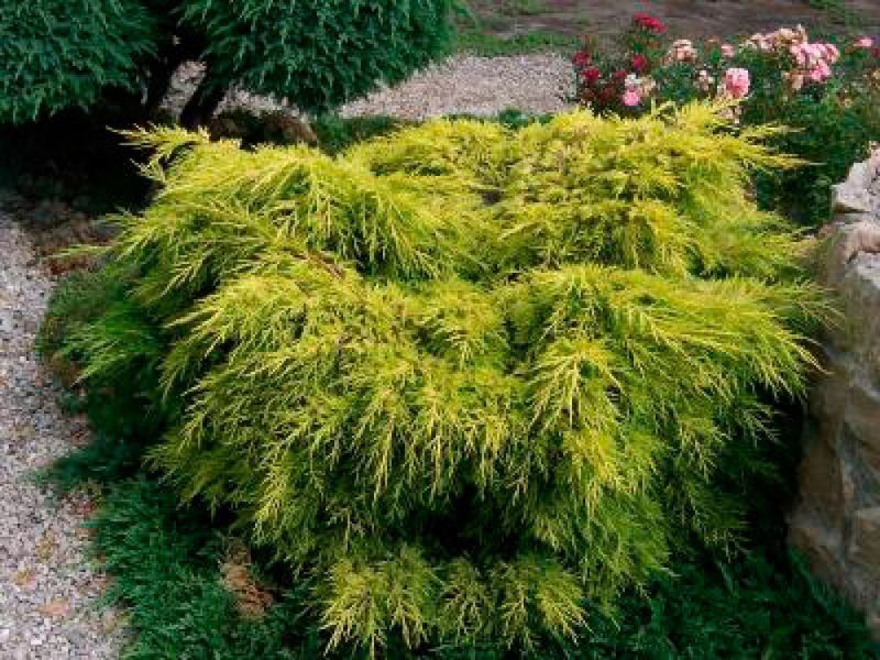 Ялівець середній Голд Стар. (Juniperus pfitzeriana Old Gold) С3 CS2234 фото
