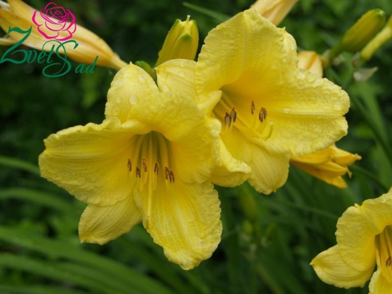 Лилейник Стелла де Оро. (Hemerocallis Stella de Oro) Р9 CS3852 фото