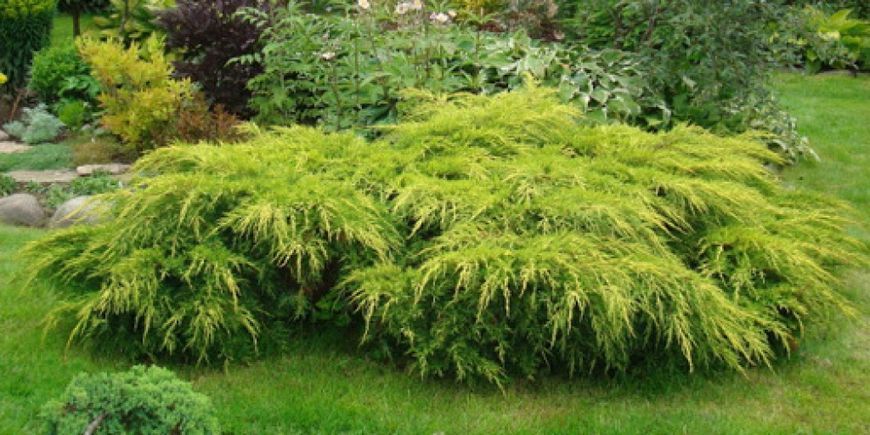 Ялівець середній Голд Стар. (Juniperus pfitzeriana Old Gold) С3 CS2234 фото