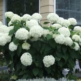 Гортензія деревоподібна Стронг Анабель. (Hydrangea arborescens Strong Annabelle) Р9 V70316 фото