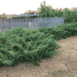 Ялівець козацький Tamariscifolia (Juniperus sabina Tamariscifolia) &mdash; 3л контейнер &mdash; густий хвойний килим для вашої ділянки V52200 фото