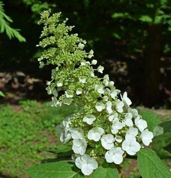 Гортензія волотиста Юнік. (Hydrangea paniculata Unique) С10, 5-річка CS2738 фото