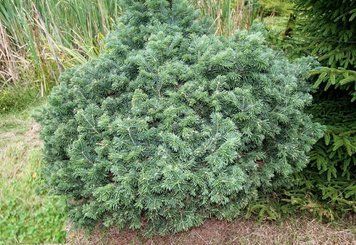 Пихта субальпийская Грин Глоуб. (Abies lasiocarpa Green Globe) С20
