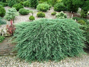 Можжевельник горизонтальный Гласиер. (Juniperus horizontalis Glacier) С3 CS2235 фото