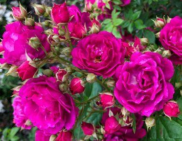 Роза Перпл Силуэтта. (Purple Siluetta) Плетистая CS0658 фото