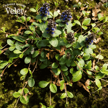 Живучка ползучая Ajuga reptans, декоративная многолетняя почвопокровная Р12 R8045 фото