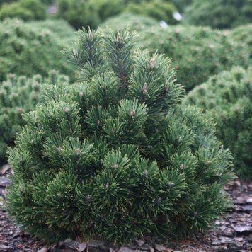 Сосна горная Лейко-лайк. (Pinus mugo Leuco-like) С10 CS2335 фото