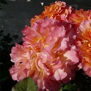 Роза Пур Ламур Дюн Шато. (Pour L'amour D'un Chateau) Почвопокровная