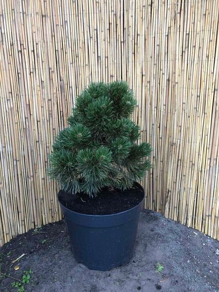 Сосна горная Лейко-лайк. (Pinus mugo Leuco-like) С10 CS2335 фото