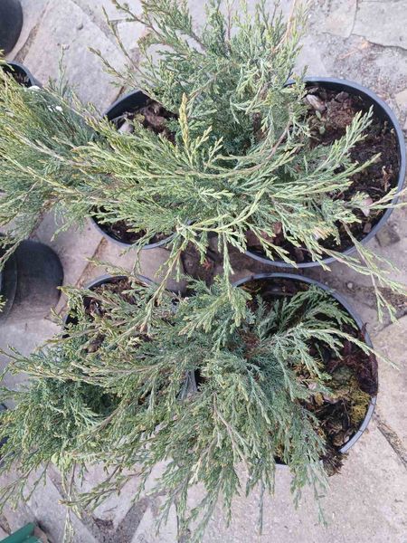 Ялівець козацький Tamariscifolia (Juniperus sabina Tamariscifolia) &mdash; 3л контейнер &mdash; густий хвойний килим для вашої ділянки V52200 фото