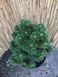 Сосна горная Лейко-лайк. (Pinus mugo Leuco-like) С10 CS2335 фото 3