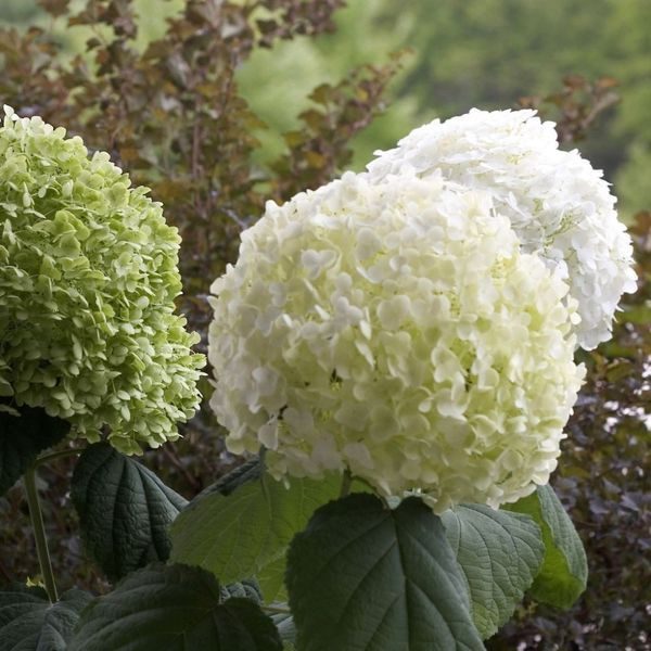 Гортензія деревоподібна Стронг Анабель. (Hydrangea arborescens Strong Annabelle) Р9 CS2788 фото
