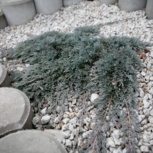 Ялівець горизонтальний Гласієр. (Juniperus horizontalis Glacier) С3 CS2235 фото