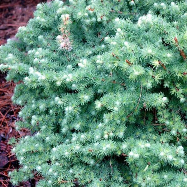 Модрина Кемпфера/японська Блу Болл. (Larix kaempferi Blue Ball) С10, ШТАМБ CS2185 фото
