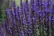 Шавлія лісова. (Salvia nemorosa) С1,5 CS1958 фото 2