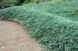Ялівець горизонтальний Гласієр. (Juniperus horizontalis Glacier) С3 CS2235 фото 2