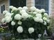 Гортензія деревоподібна Стронг Анабель. (Hydrangea arborescens Strong Annabelle) Р9 CS2788 фото 4