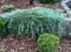 Ялівець горизонтальний Гласієр. (Juniperus horizontalis Glacier) С3 CS2235 фото 4