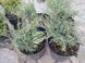 Ялівець козацький Tamariscifolia (Juniperus sabina Tamariscifolia) &mdash; 3л контейнер &mdash; густий хвойний килим для вашої ділянки V52200 фото 2