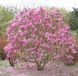 Магнолія Сюзан. (Magnolia Susan) С7,5 CS2888 фото 2