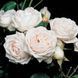 Роза Мартин Гийо. (Martine Guillot) Шраб CS1608 фото 4
