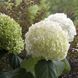 Гортензія деревоподібна Стронг Анабель. (Hydrangea arborescens Strong Annabelle) Р9 CS2788 фото 2