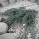Ялівець горизонтальний Гласієр. (Juniperus horizontalis Glacier) С3 CS2235 фото 3
