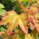 Клен остролистный Глобозум. (Acer platanoides Globosum) С20 ШТАМБ, 70-100см CS2838 фото 3