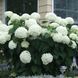 Гортензія деревоподібна Стронг Анабель. (Hydrangea arborescens Strong Annabelle) Р9 CS2788 фото 1