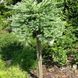 Модрина Кемпфера/японська Блу Болл. (Larix kaempferi Blue Ball) С10, ШТАМБ CS2185 фото 1