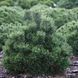 Сосна горная Лейко-лайк. (Pinus mugo Leuco-like) С10 CS2335 фото 1