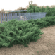 Ялівець козацький Tamariscifolia (Juniperus sabina Tamariscifolia) &mdash; 3л контейнер &mdash; густий хвойний килим для вашої ділянки V52200 фото 1
