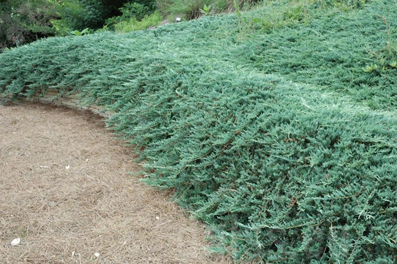 Ялівець горизонтальний Гласієр. (Juniperus horizontalis Glacier) С3 CS2235 фото