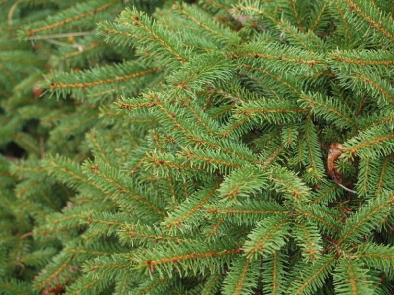 Ель обыкновенная Прокумбенс. (Picea abies Procumbens) С7,5 CS2085 фото