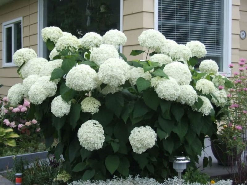 Гортензія деревоподібна Стронг Анабель. (Hydrangea arborescens Strong Annabelle) Р9 CS2788 фото
