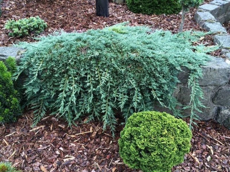 Ялівець горизонтальний Гласієр. (Juniperus horizontalis Glacier) С3 CS2235 фото