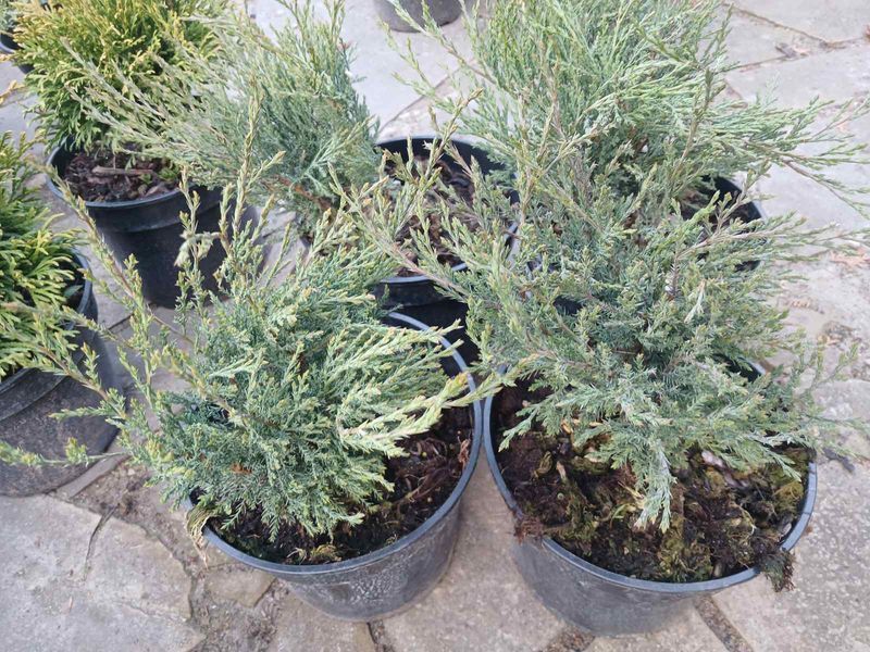 Ялівець козацький Tamariscifolia (Juniperus sabina Tamariscifolia) &mdash; 3л контейнер &mdash; густий хвойний килим для вашої ділянки V52200 фото