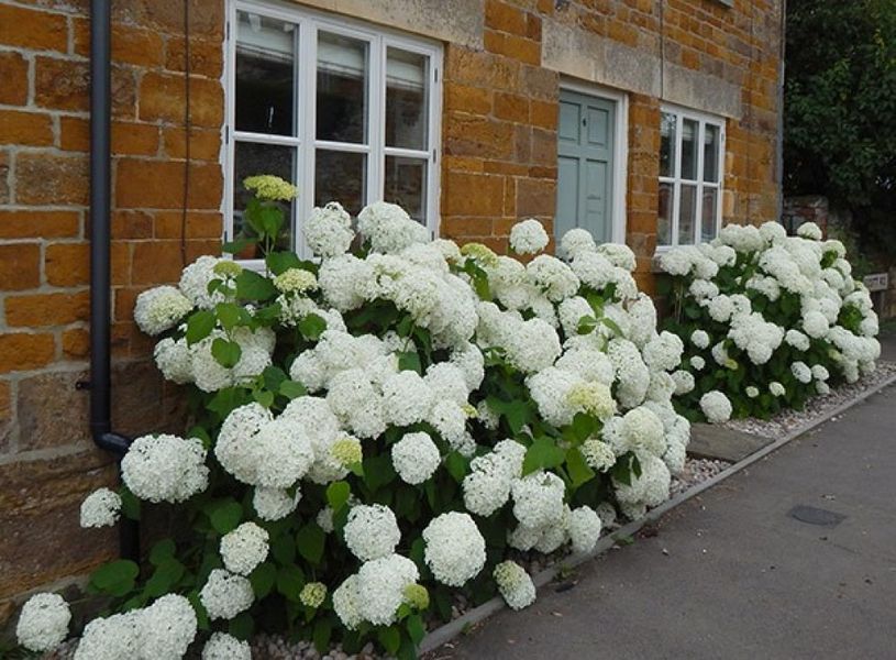 Гортензія деревоподібна Стронг Анабель. (Hydrangea arborescens Strong Annabelle) Р9 CS2788 фото