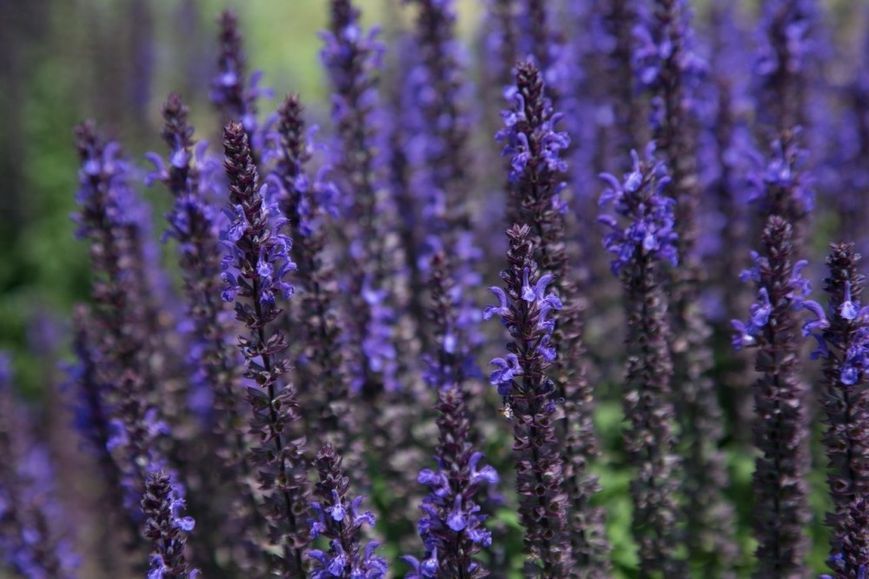 Шавлія лісова. (Salvia nemorosa) С1,5