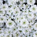 Иберис вечнозеленый сноубол. (Iberis sempervirens Snowball) Р9, Белый V10060 фото