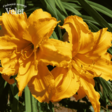 Лилейник ТРИ ТАЙЕРС (Hemerocallis Three Tiers) - 1шт R8145 фото