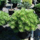 Сосна чорна &ndash; Pinus nigra Otto Compact (діаметр D 35-45 см, горщик 15л) CS2336 фото